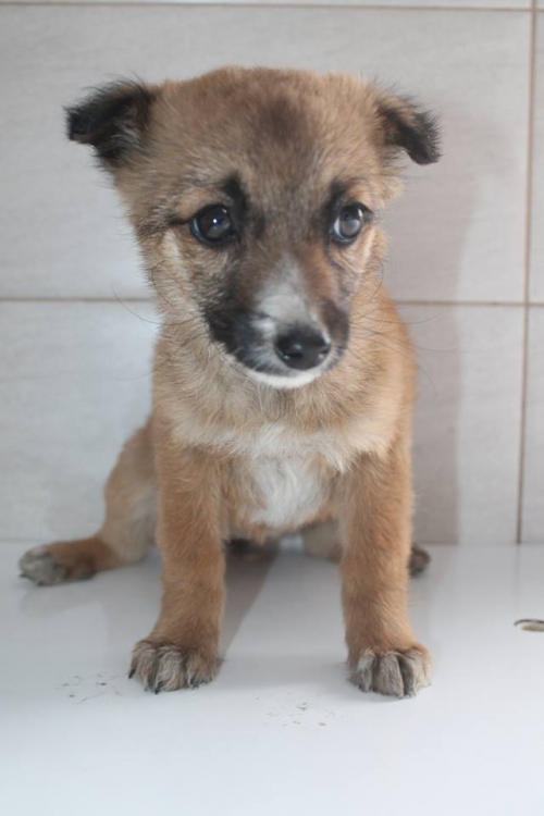 მეტისი უსახელო