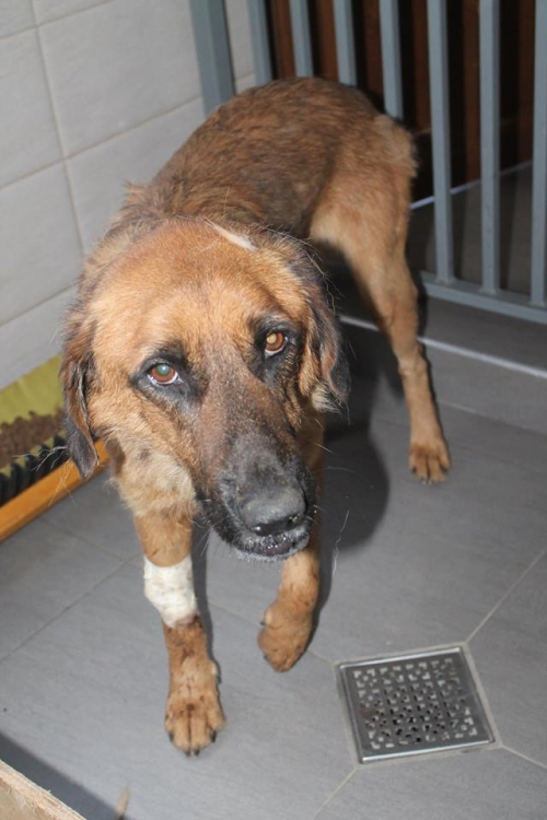 მეტისი უსახელო