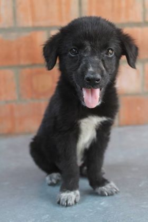 მეტისი უსახელო