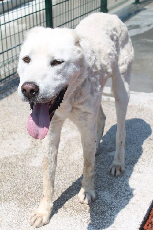 ქართული ნაგაზი ლომა