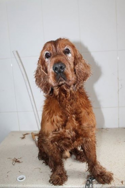 კოკერსპანიელი როკი