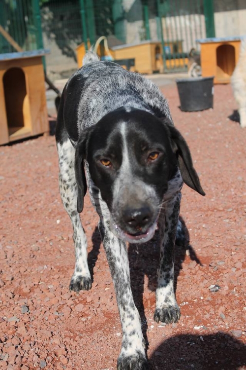 სეტერის მეტისი უსახელო