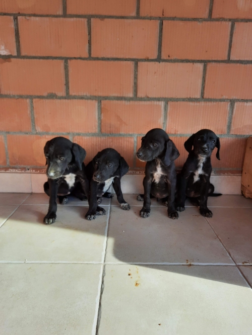 მეტისი უსახელო