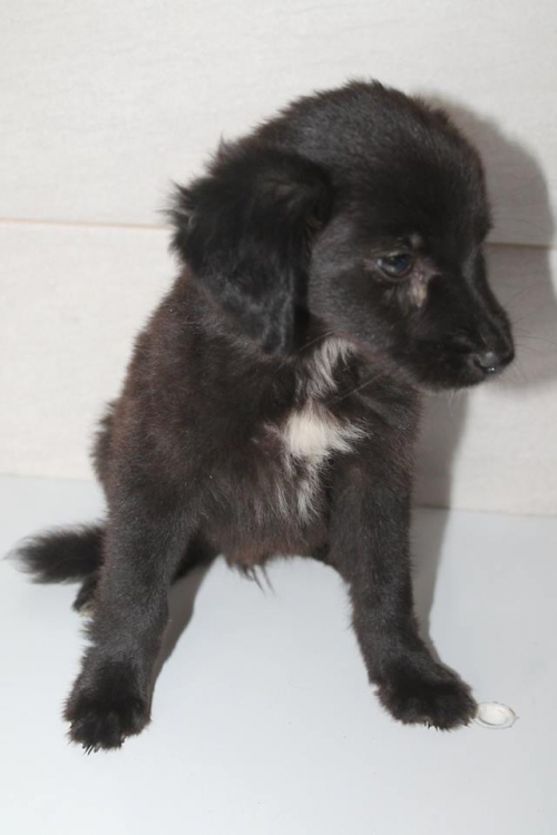 მეტისი უსახელო