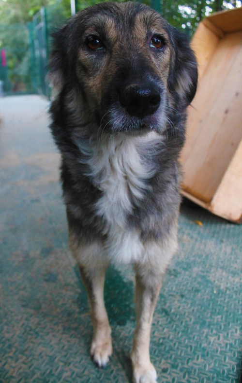 მეტისი უსახელო