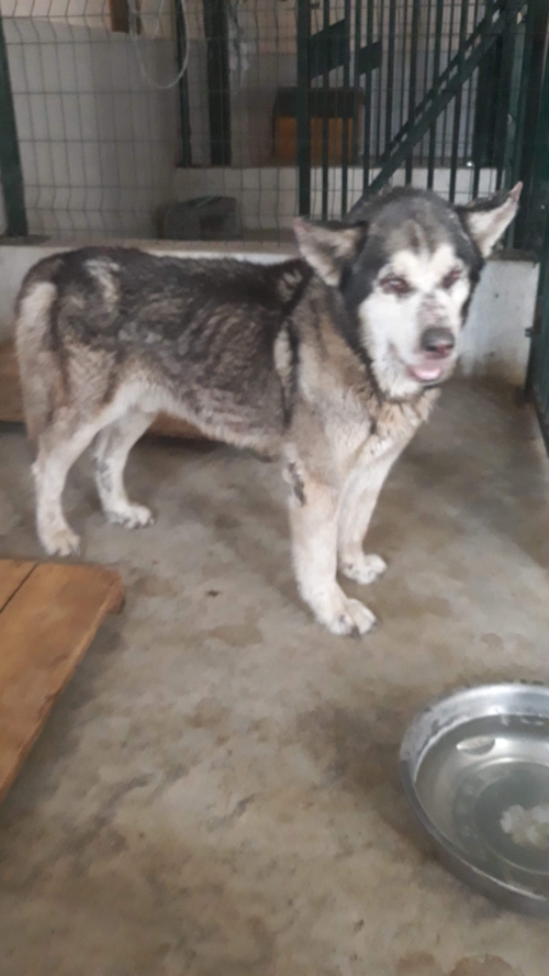 ლაიკა როკი