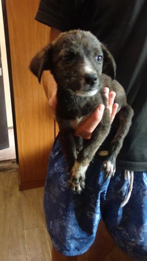 მეტისი უსახელო