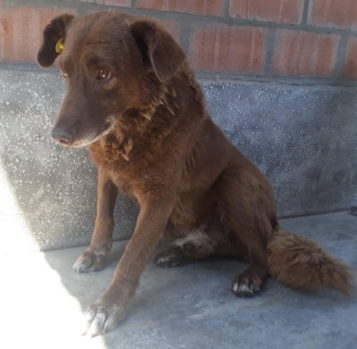 მეტისი ჟორიკა