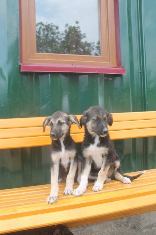 ქართული ქოფაკი უსახელო