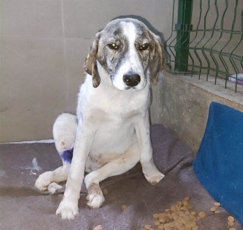 მეტისი ვარკეთილი ჰუალინგი