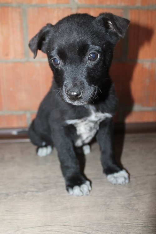 მეტისი უსახელო