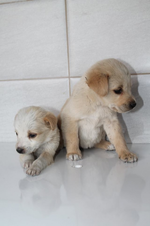 მეტისის ლეკვები უსახელო