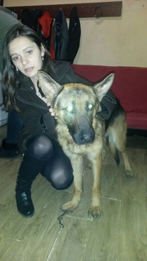 გერმანული ნაგაზი უსახელო