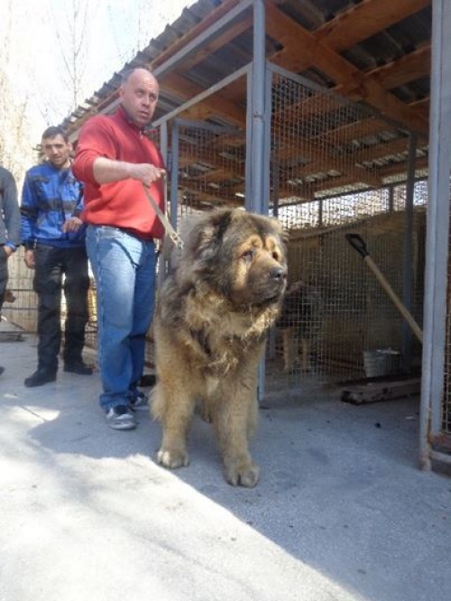 კავკასიური ნაგაზი ბოკა