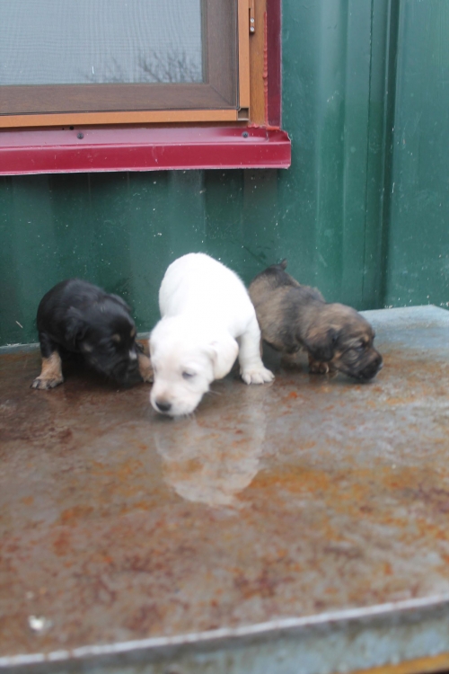 კოკერსპანელის მეტისი უსახელო