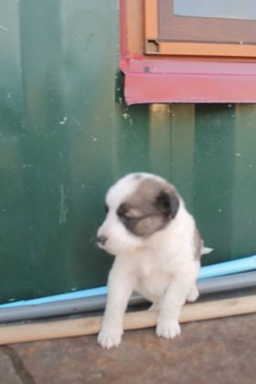 მეტისი უსახელო