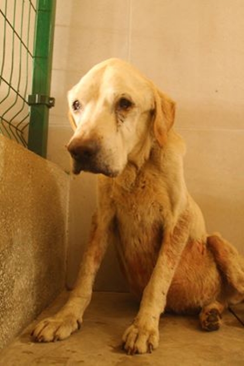 ლაბრადორი უსახელო