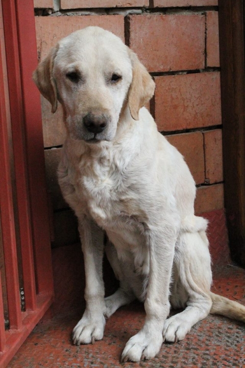 ლაბრადორი უსახელო