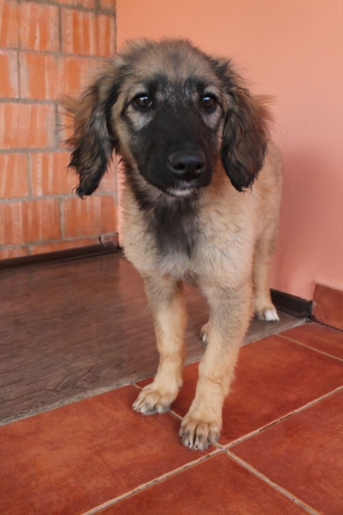 ქართული ქოფაკი უსახელო