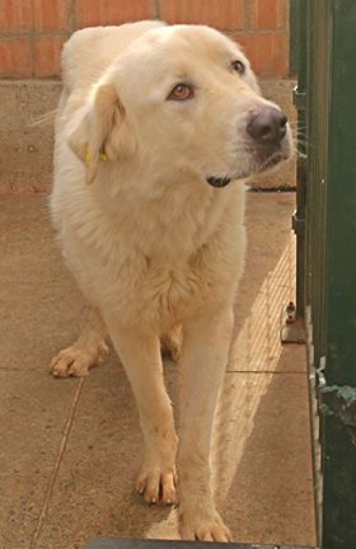 ქართული ნაგაზი უსახელო