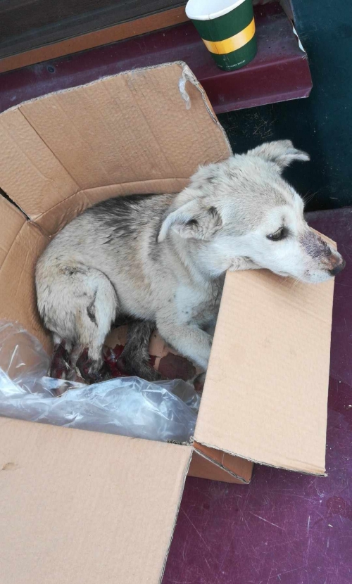 ლაიკა ნატახტარი