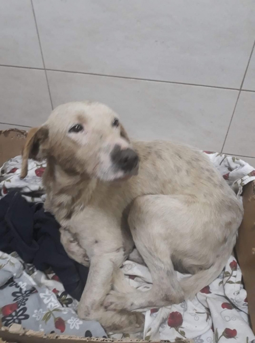 მეტისი უსახელო