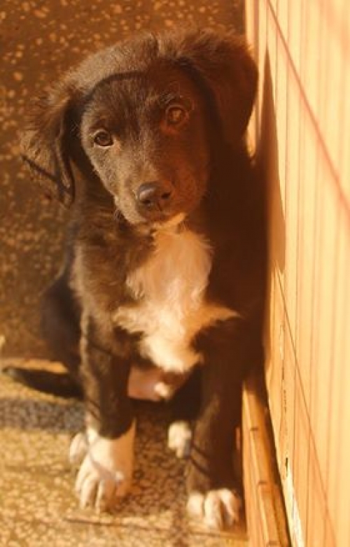 მეტისი უსახელო