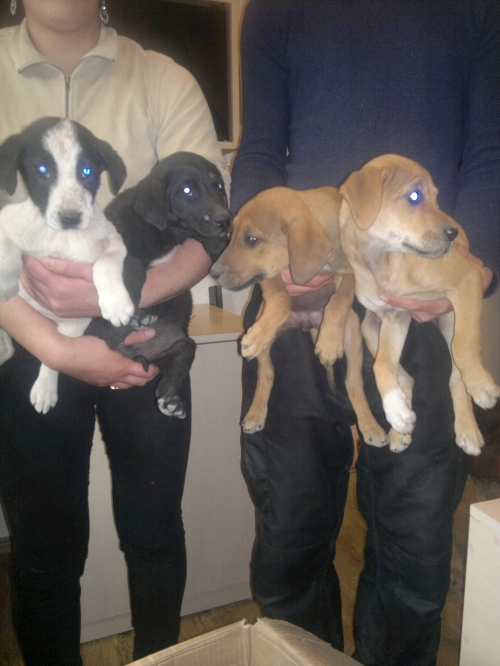 მეტისის ლეკვები უსახელო