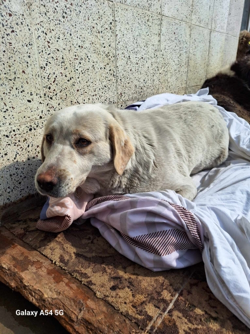 მეტისი მუხრანი უბანი კუკია