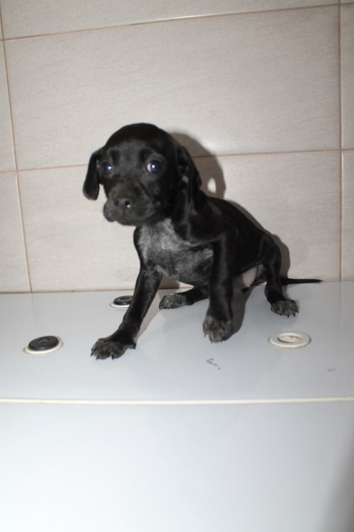 მეტისი უსახელო