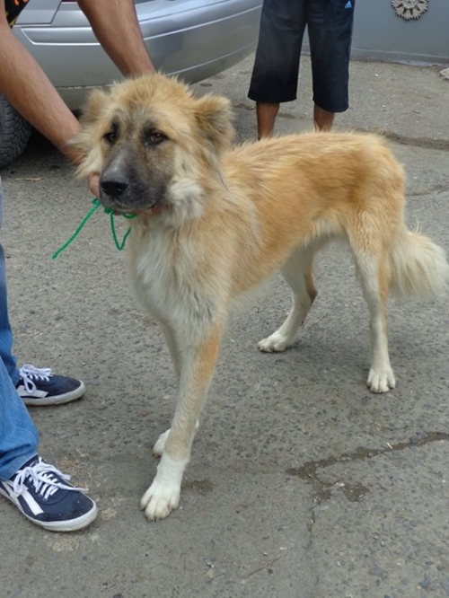 ქართული ქოფაკი ლედი