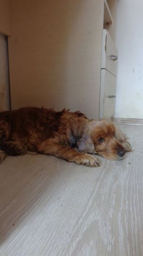 კოკერსპანიელი უსახელო