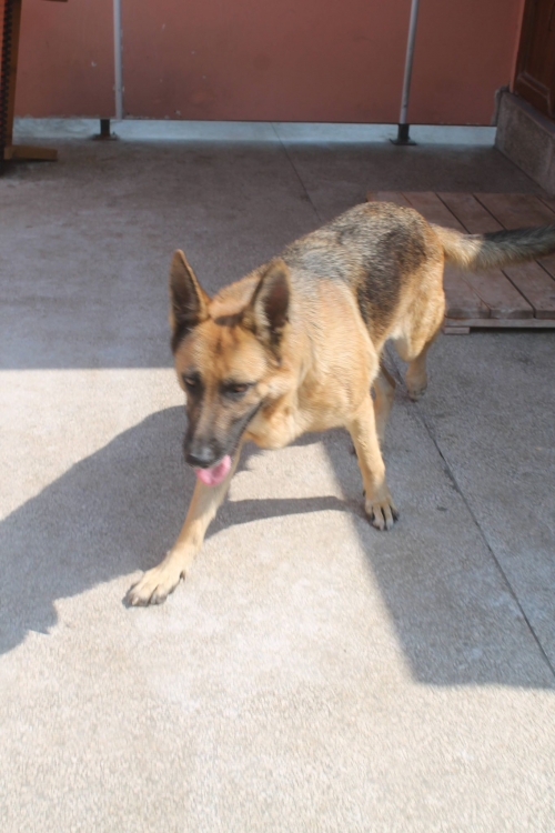 გერმანული ნაგაზი უსახელო