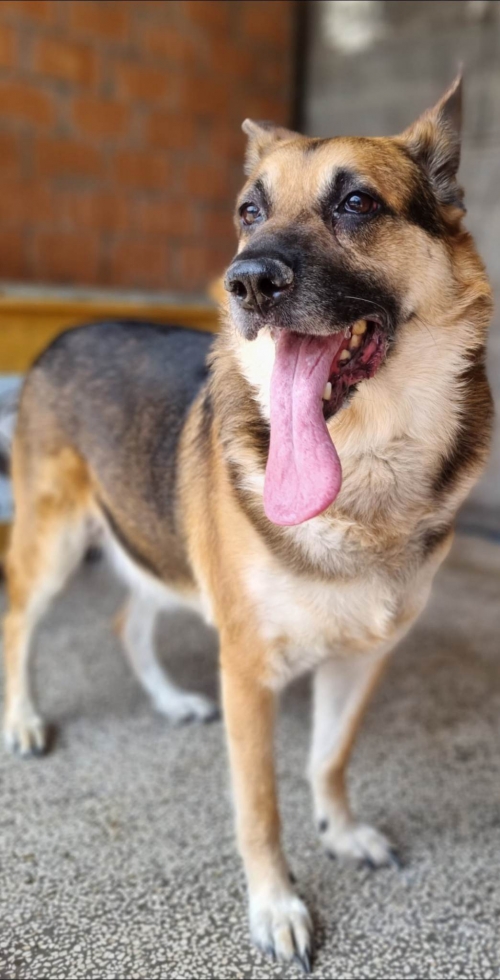 გერმანული ნაგაზი ბუბა