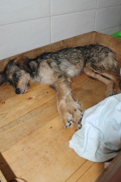 მეტისი უსახელო