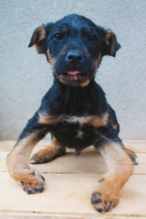 მეტისი უსახელო