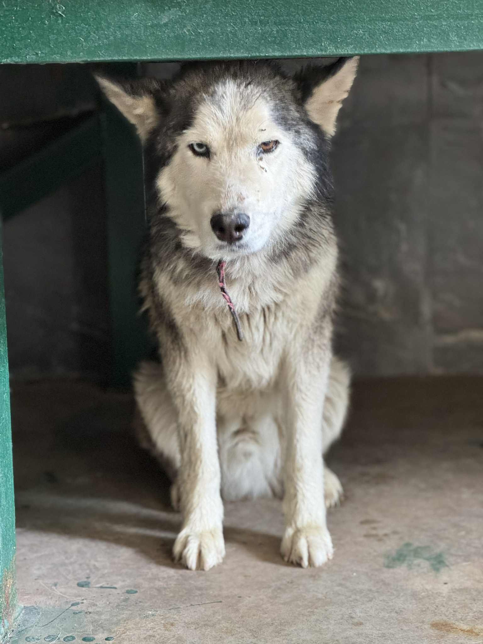 ჰასკი. ყვარელი