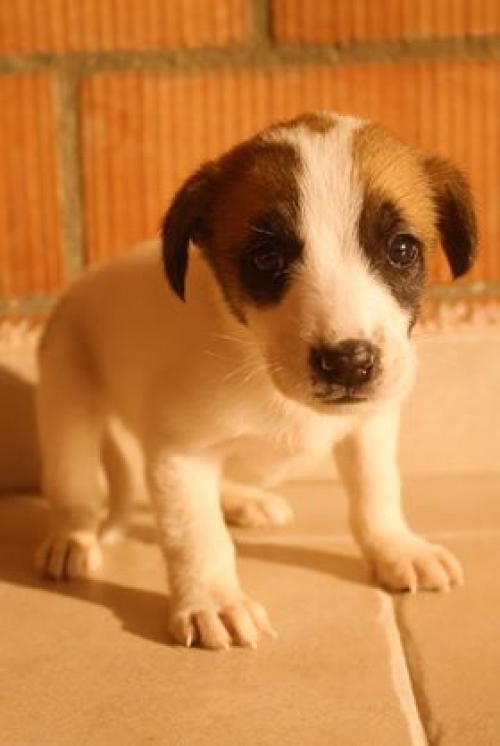 მეტისი უსახელო