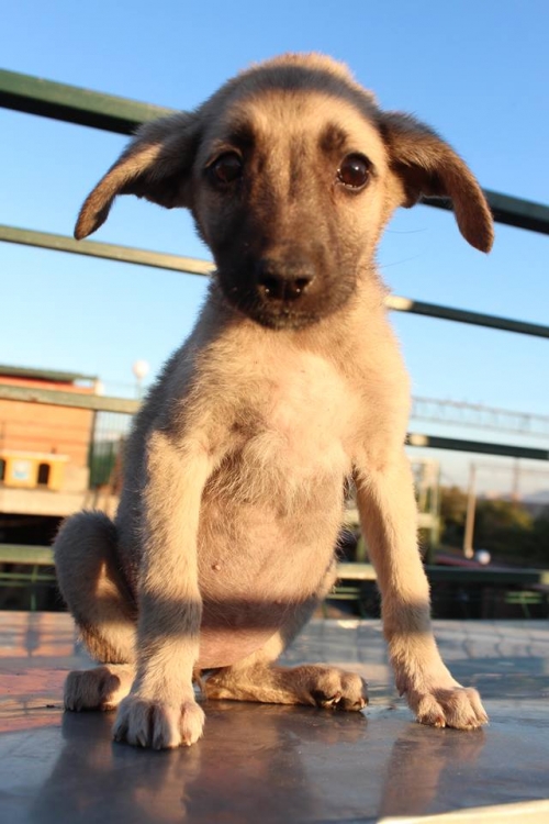 მეტისი უსახელო