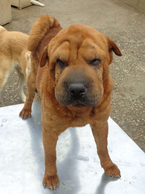 შარპეი უსახელო