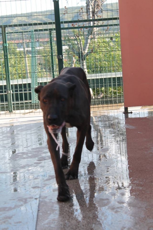 კანე კორსო რექსი