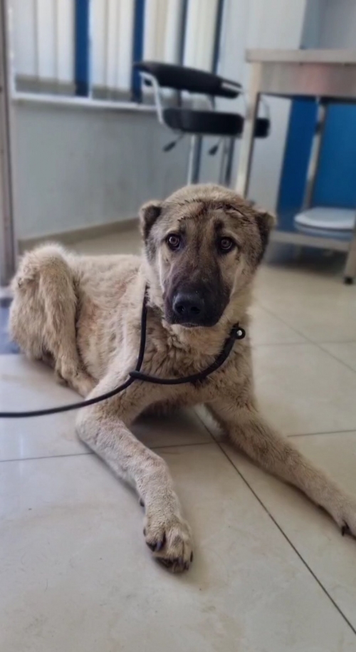 ქართული ნაგაზი კაჯრეთი