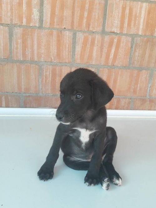 მეტისი უსახელო