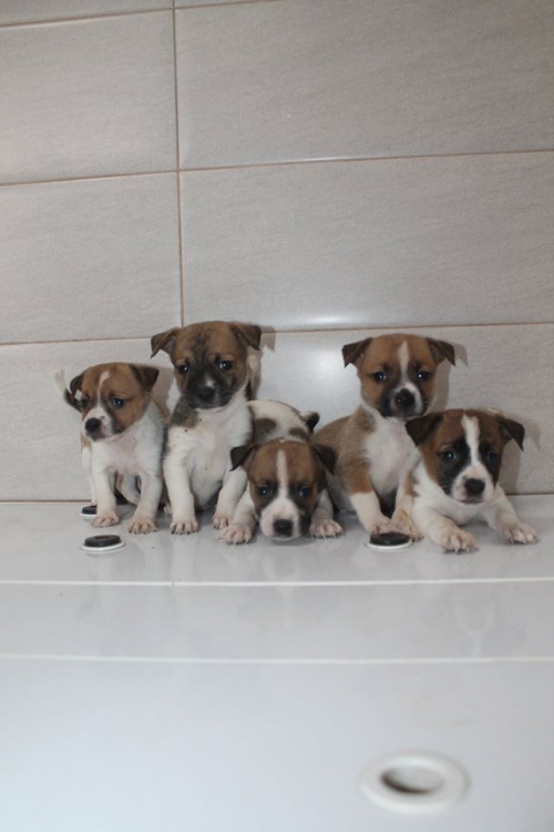 პიტბულის მეტისი უსახელო