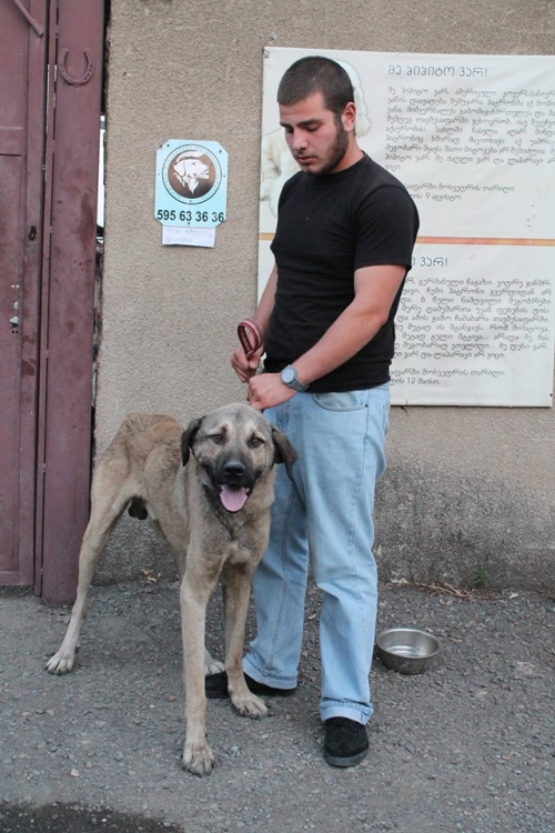 თურქული კანგალის მეტისი უსახელო