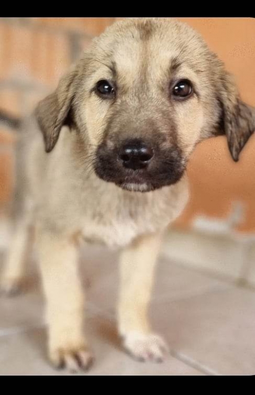 მეტისი უსახელო