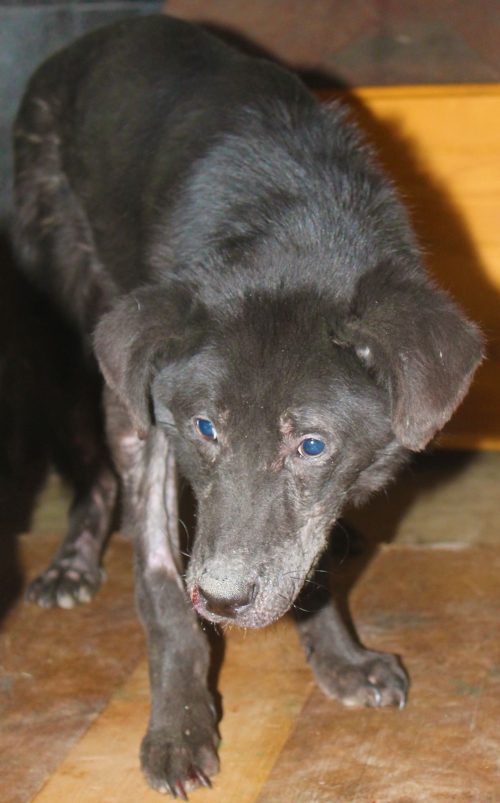 მეტისი უსახელო