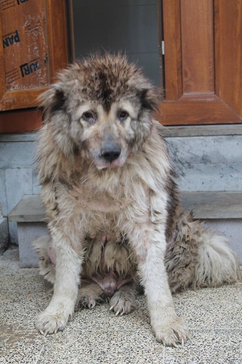 ქართული ნაგაზი ბასარა