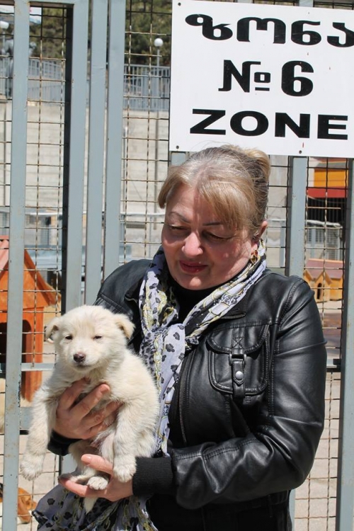 მეტისი უსახელო