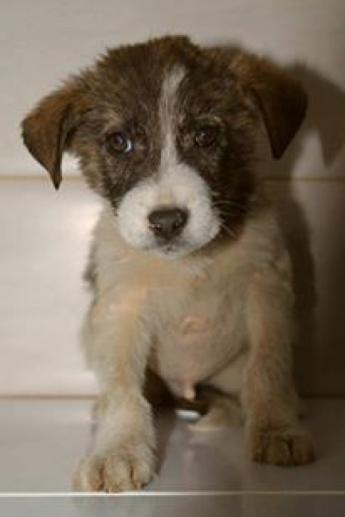 მეტისი უსახელო